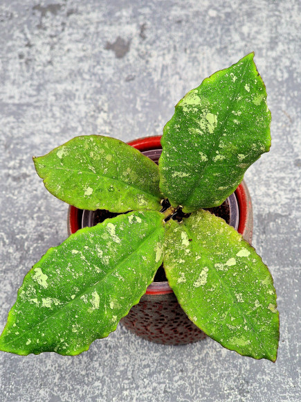 Hoya Undulata Red Leaf Hoya Undulata Red Leaf