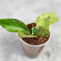 Hoya Caudata Aceh Red Leaf 