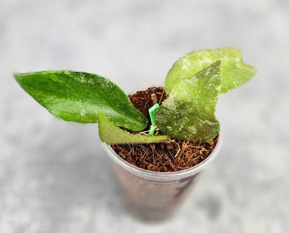 Hoya Caudata Aceh Red Leaf Hoya Caudata Aceh Red Leaf