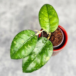 Hoya Sp. Aceh ABS 005 