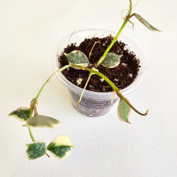 Hoya Curtisii Albo 