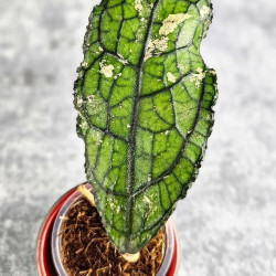 Hoya Clemensiorum Aceh #023                                                