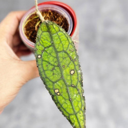 Hoya Clemensiorum Aceh ar #073