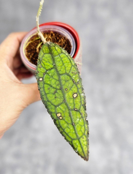 Hoya Clemensiorum Aceh ar #073