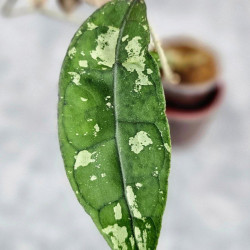 Hoya Clemensiorum Borneo #001  