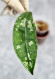 Hoya Clemensiorum Borneo #001  
