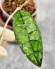Hoya Clemensiorum Borneo #001  