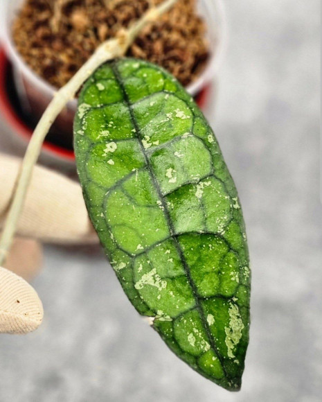 Hoya Clemensiorum Borneo #001 Hoya Clemensiorum Borneo #001