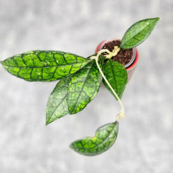 Hoya Clemensiorum Sarawak #002  