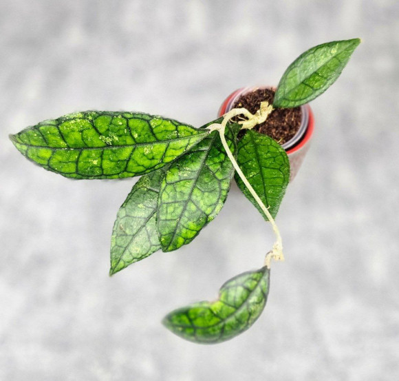 Hoya Clemensiorum Sarawak #002  