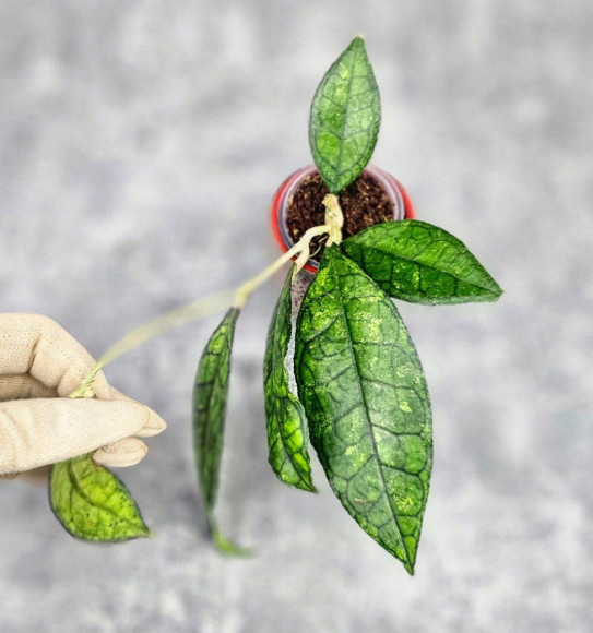 Hoya Clemensiorum Sarawak #002 Hoya Clemensiorum Sarawak #002