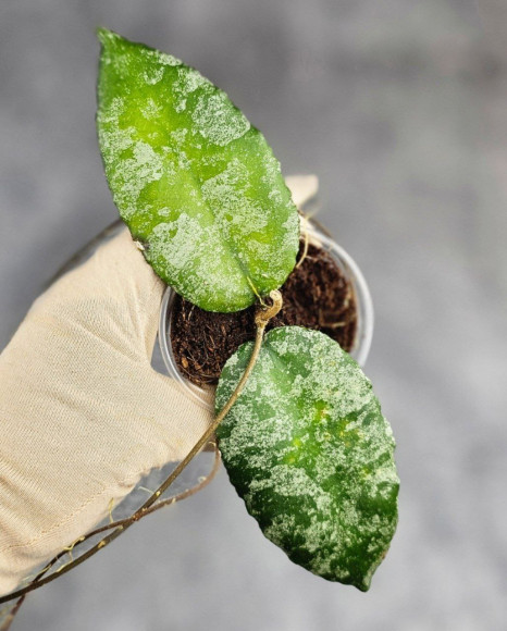 Hoya Caudata Aceh Splash Hoya Caudata Aceh Splash