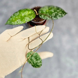 Hoya Caudata Aceh Splash  