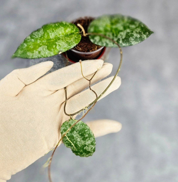 Hoya Caudata Aceh Splash Hoya Caudata Aceh Splash