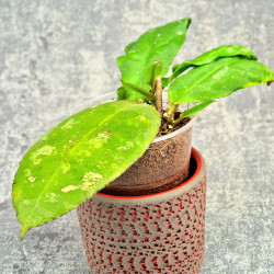 Hoya Undulata Red Leaf 