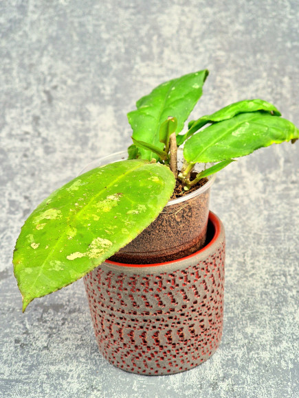 Hoya Undulata Red Leaf 