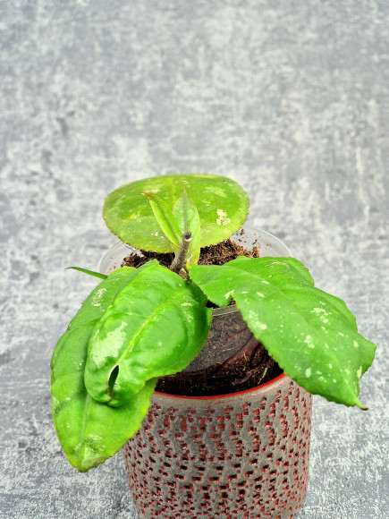 Hoya Undulata Red Leaf Hoya Undulata Red Leaf