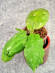 Hoya Undulata Red Leaf 