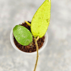 Hoya Caudata Aceh Red Leaf  