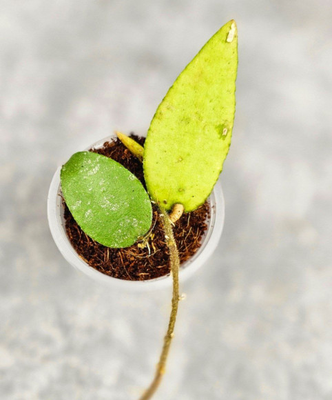 Hoya Caudata Aceh Red Leaf Hoya Caudata Aceh Red Leaf