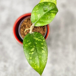 Hoya Sp. Aceh ABS 005 