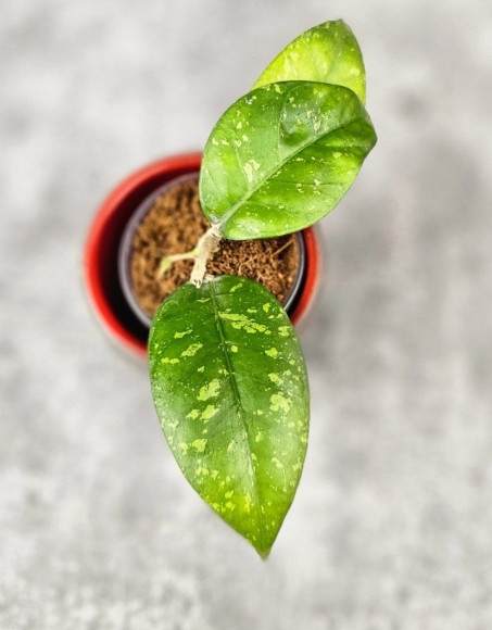 Hoya Sp. Aceh ABS 005 Hoya Sp. Aceh ABS 005