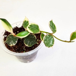Hoya Curtisii Albo  