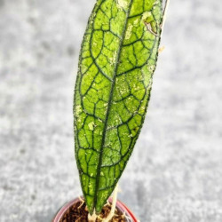 Hoya Clemensiorum Aceh #023                                                 