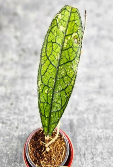 Hoya Clemensiorum Aceh #023                                                 