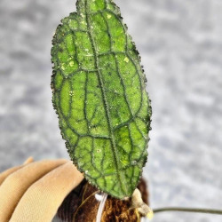 Hoya Clemensiorum Aceh ar #075