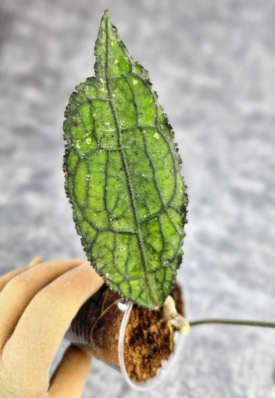 Hoya Clemensiorum Aceh ar #075