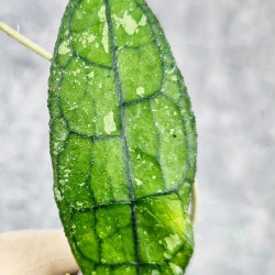 Hoya Clemensiorum Borneo #001  