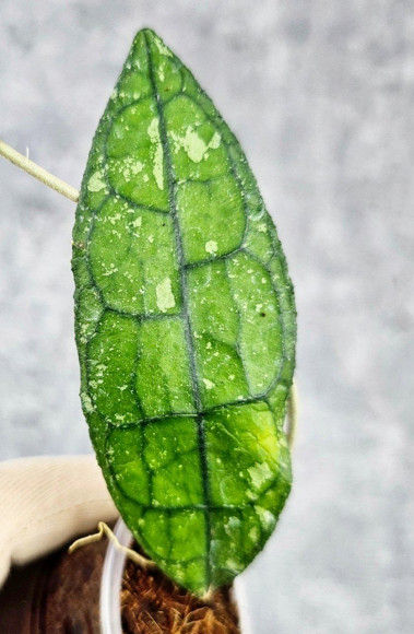 Hoya Clemensiorum Borneo #001  