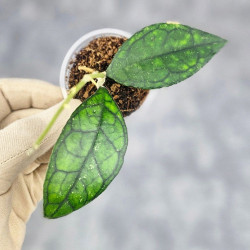 Hoya Clemensiorum Sarawak #002 