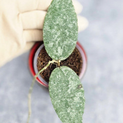 Hoya Caudata Silver    