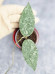 Hoya Caudata Silver    