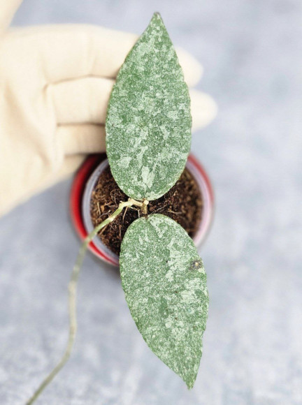 Hoya Caudata Silver    