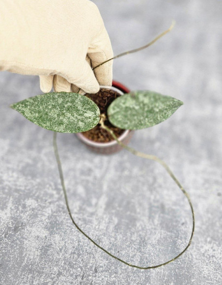 Hoya Caudata Silver Hoya Caudata Silver