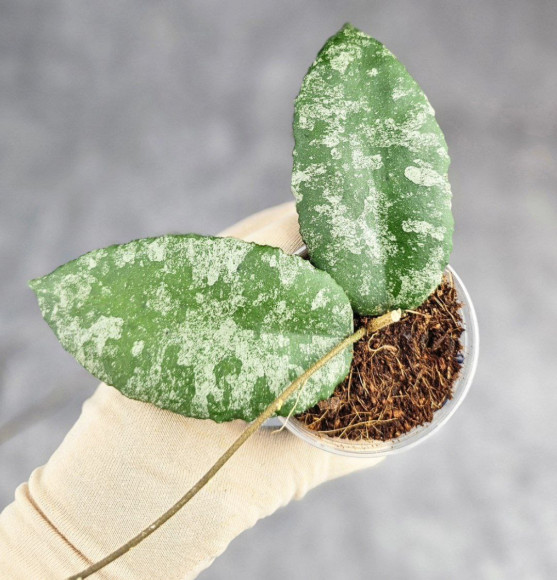 Hoya Caudata Aceh Splash Hoya Caudata Aceh Splash