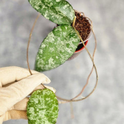 Hoya Caudata Aceh Splash 