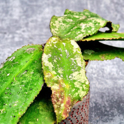 Hoya Undulata Red Leaf  
