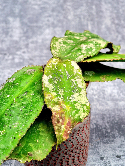 Hoya Undulata Red Leaf  
