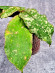 Hoya Undulata Red Leaf  