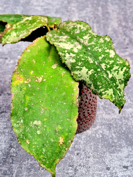 Hoya Undulata Red Leaf Hoya Undulata Red Leaf