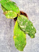 Hoya Undulata Red Leaf  