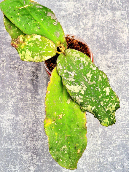 Hoya Undulata Red Leaf Hoya Undulata Red Leaf