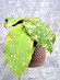 Hoya Undulata Red Leaf  