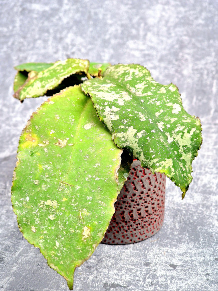 Hoya Undulata Red Leaf Hoya Undulata Red Leaf
