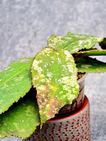 Hoya Undulata Red Leaf Hoya Undulata Red Leaf