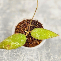 Hoya Caudata Aceh Red Leaf  